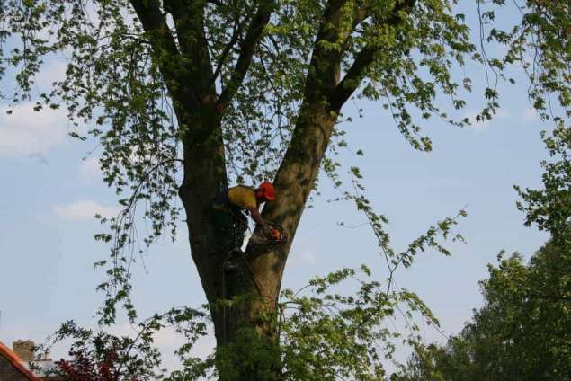 snoeien en rooien van bomen, hoe verwijder ik een boom